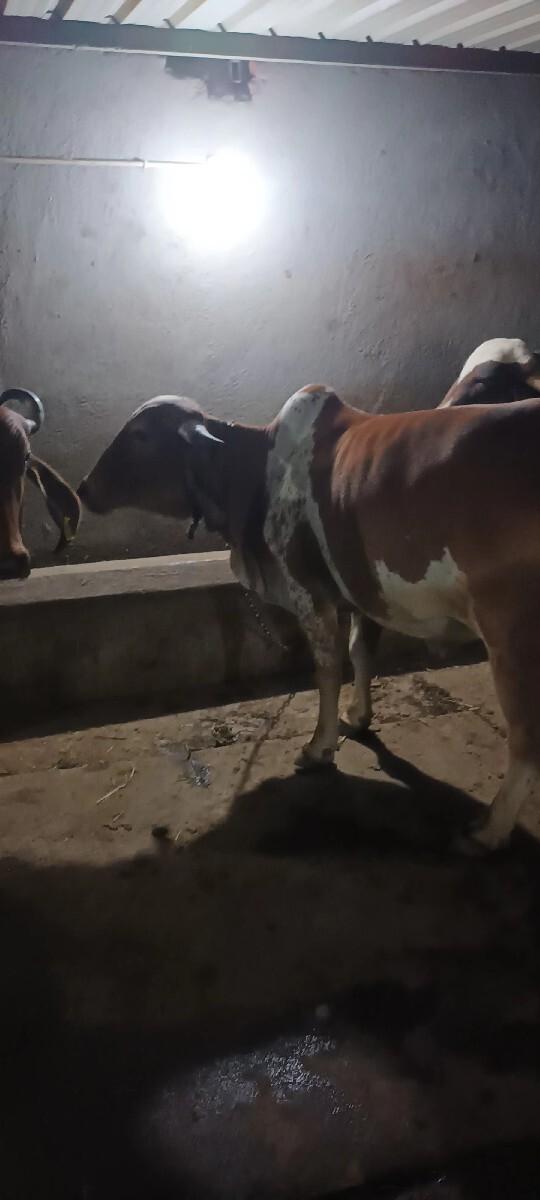 થંબનેલ 2