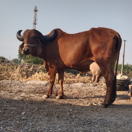 gai vechavani ka sata karvana