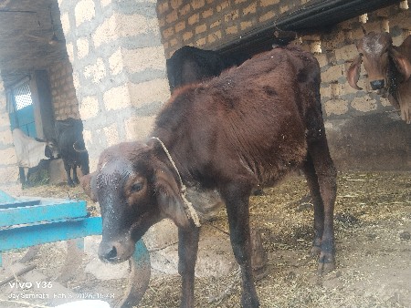 थंबनेल 2