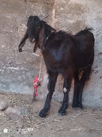 બકરો જોરદાર છે રાખવાના કામનોછે