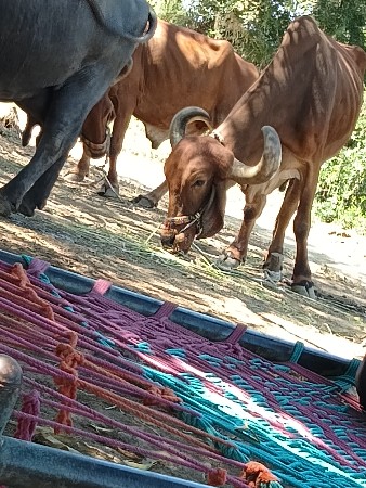 थंबनेल 2