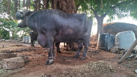 थंबनेल 3