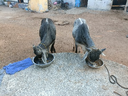 ગોઢલા વેચવાના છે