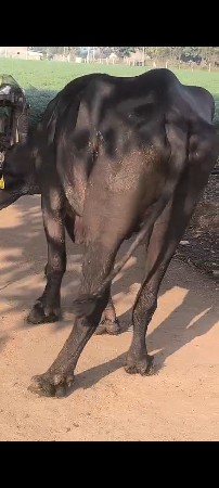 પેલૂવેતર. 4મહીનાગાભ