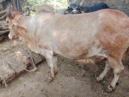 ગાય વેચવાની છે
