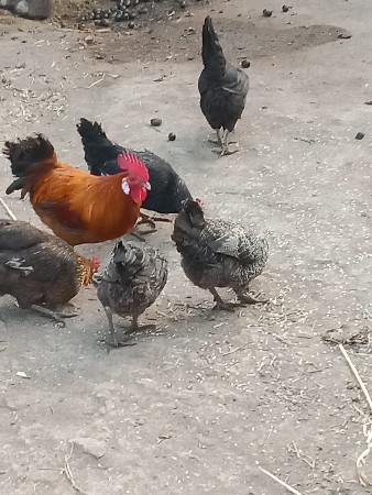 थंबनेल 2