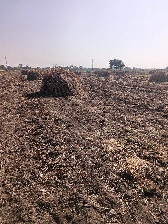 જુવાર ની નીરણ વેસવાની છે