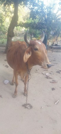 વેચવાની સે ગાય 15 દિવસ ની કાચી
