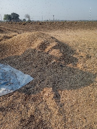 વેચવાનું છે ચણા નું   ખારી યુ