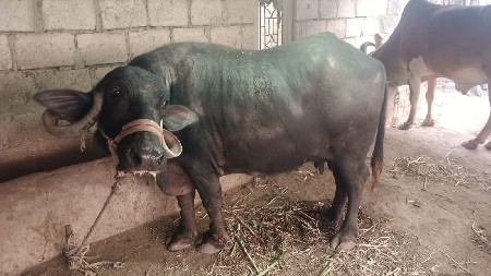 ભેંસ વેચવાની છે