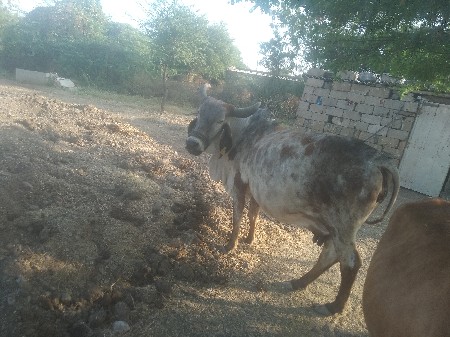 થંબનેલ 3