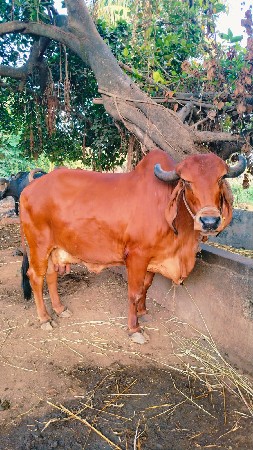 ગાય વેચવાની છે.