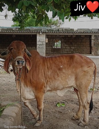 ગાય વેચવાની છે