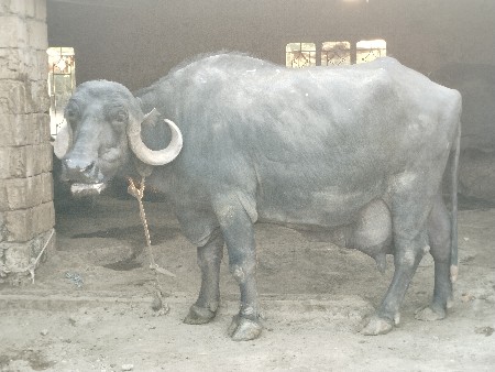 थंबनेल 2