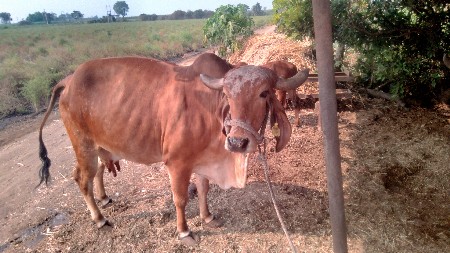 ગીર ગાય વેચવાની છે