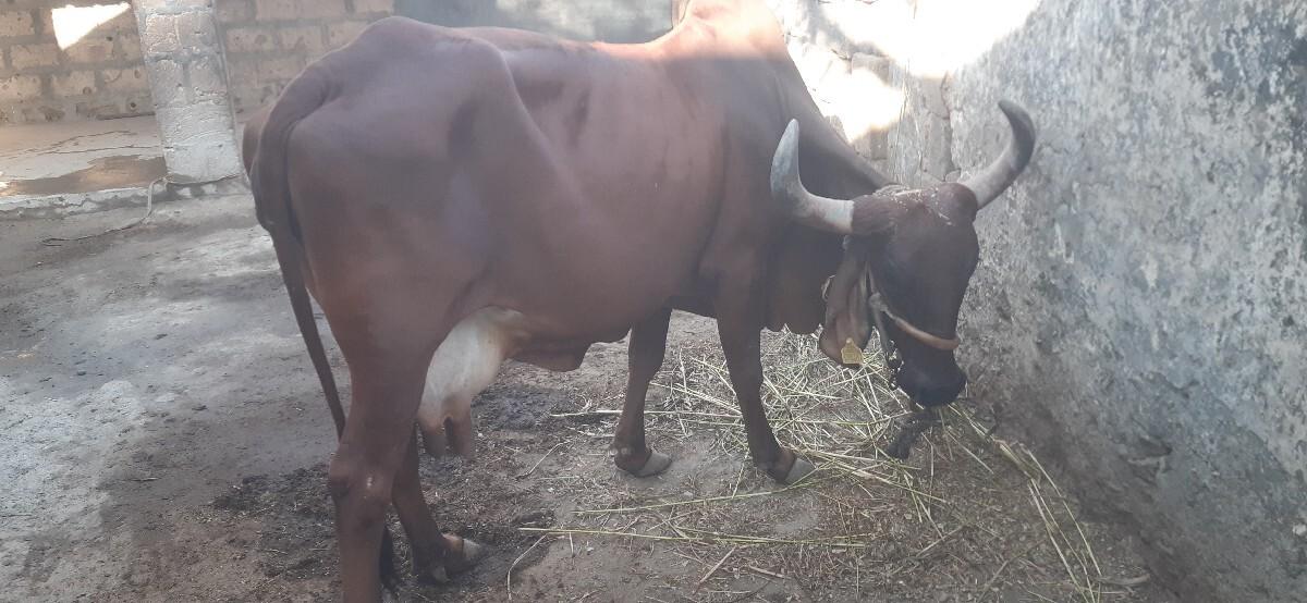 ગાય વેચવાની છે