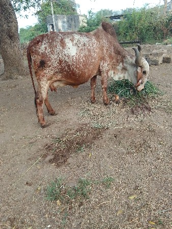 थंबनेल 2