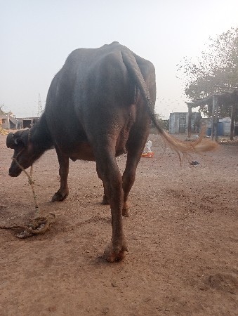 थंबनेल 3