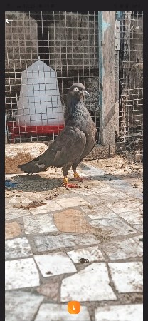 udan madi vechvani chhe