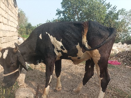 थंबनेल 2