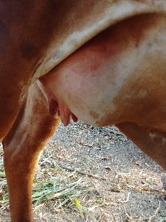 વેચવાની છે