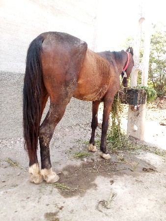 આ ઘોડો વેચવાનો છે