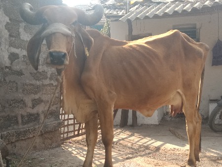 ગાય વેચવાની છે બીજું વેતર