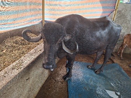 ભેંસ વેચવાની છે દસ દિવસની કાચી