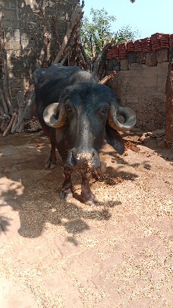 ખડેલી વેચવાનું સે