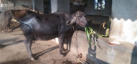 थंबनेल 2