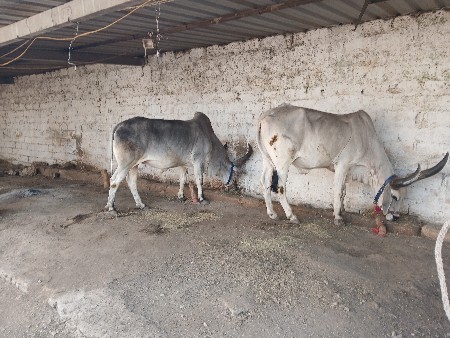 એક વાવણી વાવેલા