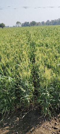 વેચવાની છે