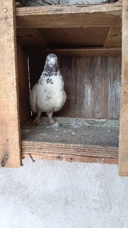 કબૂતર વેચવાના છે