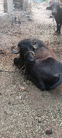 ખડેલી વેચવાની છે.