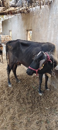ગાય વેંચવા ની છે