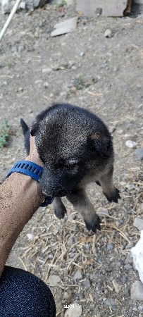 3 કુતરી વેચવાની છે