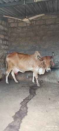 ગાય વેચવાની છે
