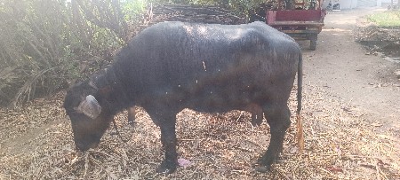 થંબનેલ 3