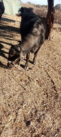 2વેતરની 25દીવસની કાસી