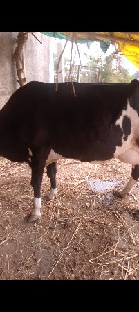 थंबनेल 3