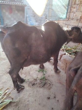 थंबनेल 2