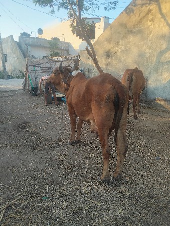 થંબનેલ 3