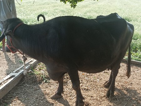 थंबनेल 3