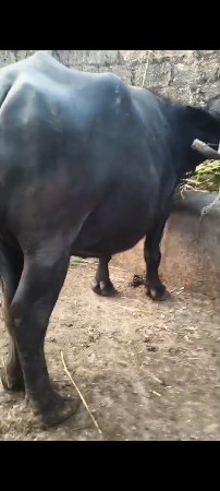 આ ભેંસ વેચવાની છે