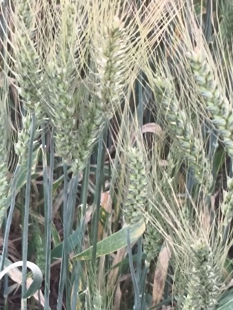 513  ઘઉ બિયારણ માટે