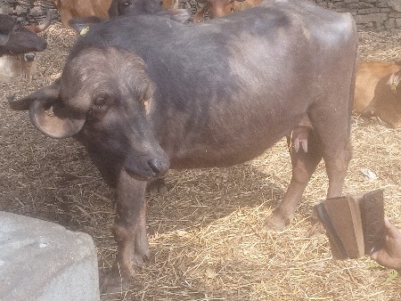 थंबनेल 3