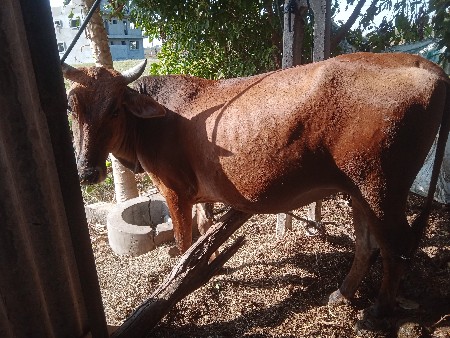 જરશી વાછડી  ૧ વેતર ૬ મહિના ગાભ