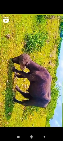 પાડો વેચવાનો છે