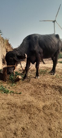 थंबनेल 3