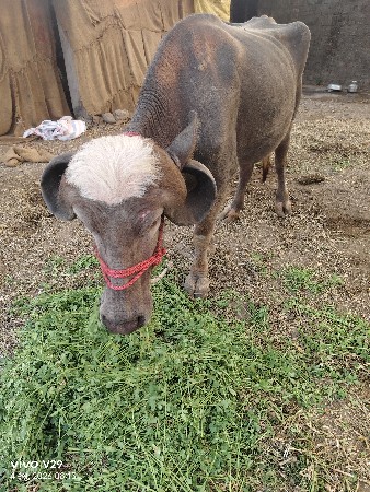 थंबनेल 2